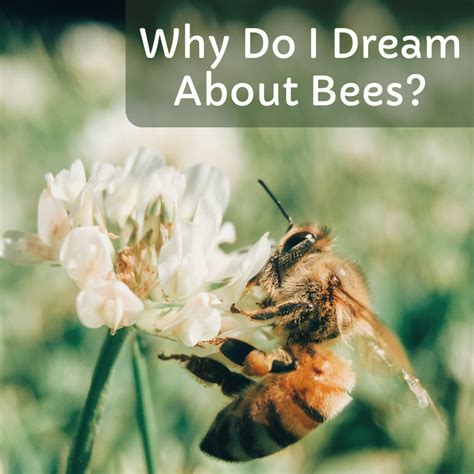 Unraveling the Meaning of Bee-Related Dreams
