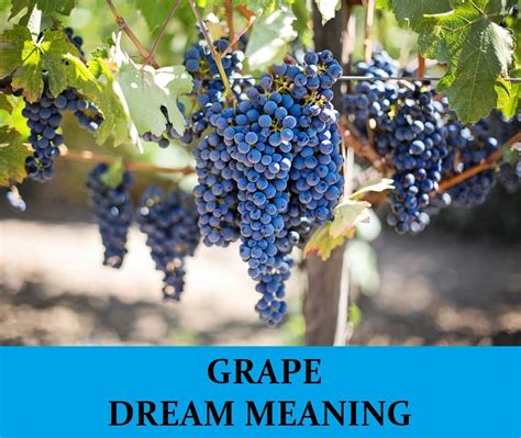 Unraveling the Psychological and Emotional Connotations of Dreaming about Grape Seeds