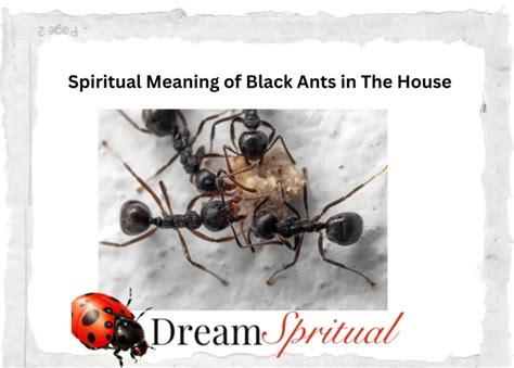 Unraveling the Significance of Ant Dreams