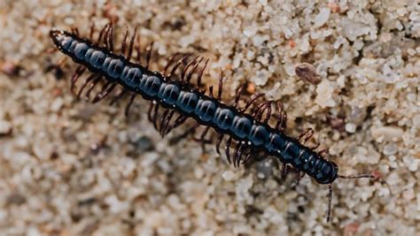 Unraveling the Significance of Centipedes in the Realm of Dreams