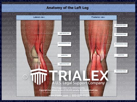 Unraveling the Significance of the Left Leg