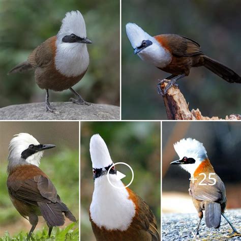 Unveiling the Allure of Petite Avian Offspring