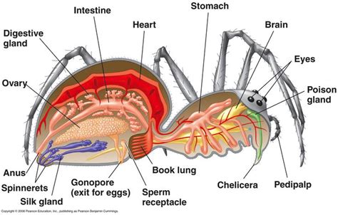 Unveiling the Arachnid Presence Upon Your Spine