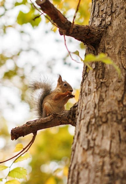 Unveiling the Connection Between Squirrel Dreams and Resourcefulness