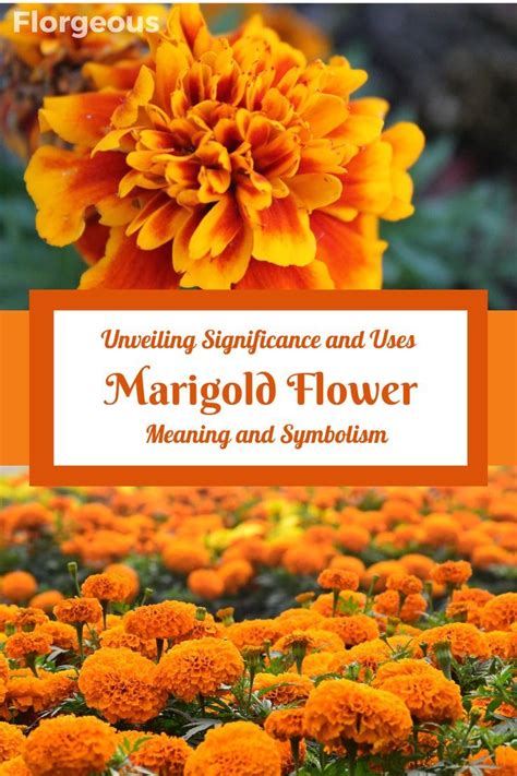 Unveiling the Cultural Significance of Marigolds