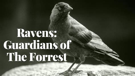 Unveiling the Ecological Role of the Mysterious Raven in Nature