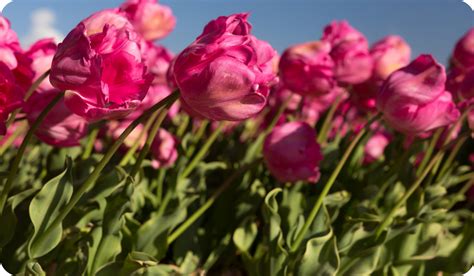 Unveiling the Enigma: Blue Tulips as a Marvel of Botany or Result of Genetic Alteration?