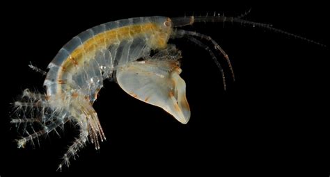 Unveiling the Enigma of Dreaming about Tiny Crustaceans and their Significance