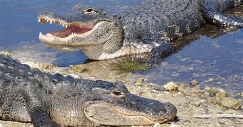 Unveiling the Hidden Messages: Decrypting the Symbolism in Enigmatic Alligator Confrontation Dreams