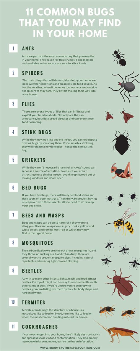 Unveiling the Mystery: Reasons behind Insects in Your Home