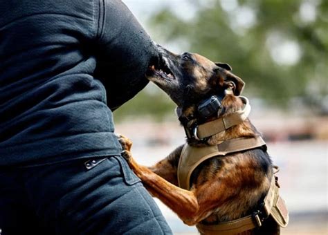 Unveiling the Significance behind Dreams of Canine Predators