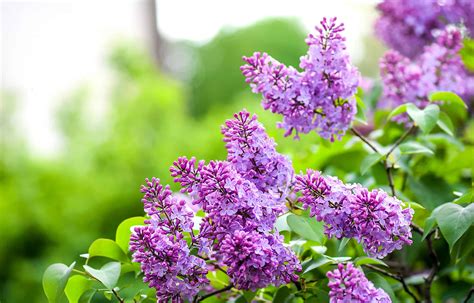 Unveiling the Spiritual Significance of Lilac Reveries
