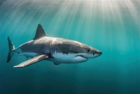 Unveiling the Symbolic Significance of Sharks: An In-Depth Exploration
