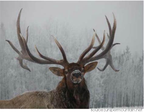 Unveiling the Symbolic Significance of the Majestic Bovine Antler