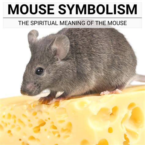 Unveiling the Symbolism of Mice in Various Cultural Contexts