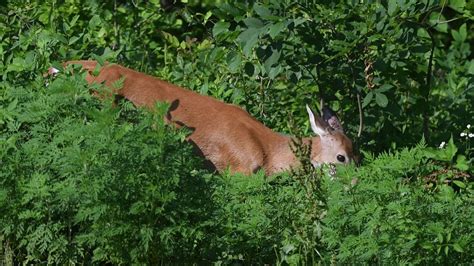 Unveiling the Veiled Messages of Deer Munching on Vegetation in Gardens