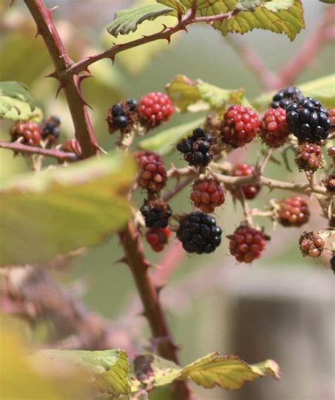 Unveiling the tenacity and vigor embodied by the blackberry tree