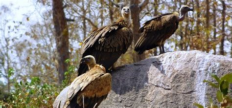 Vultures as Custodians of the Natural Cycle