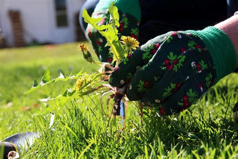 Weed Control 101: Maintaining a Weed-Free Yard