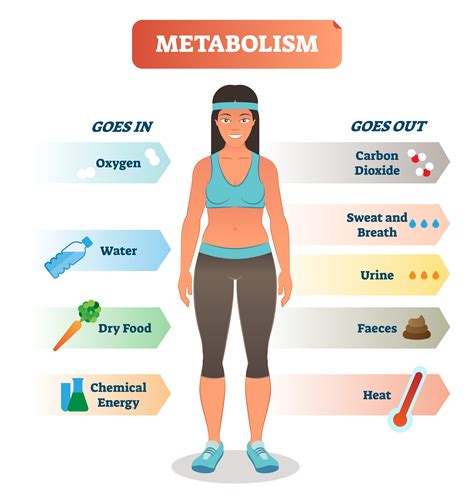 Weight management and improved metabolism