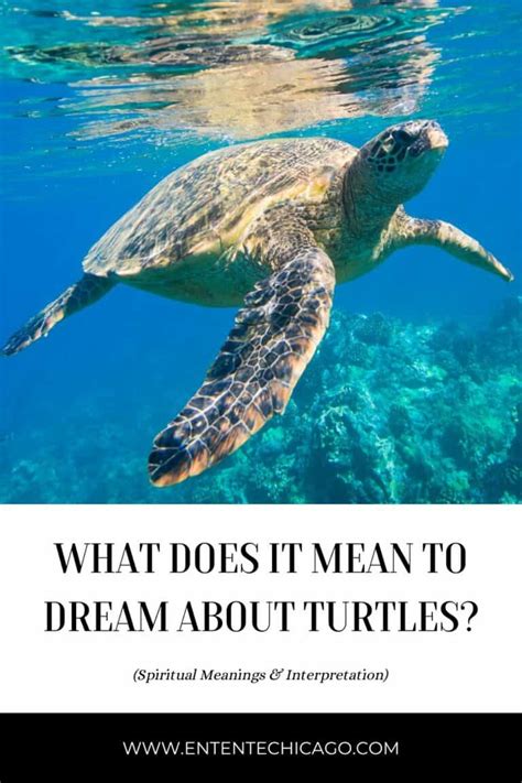 What Dreams filled with an Abundance of Tortoises Reveal about Your Life