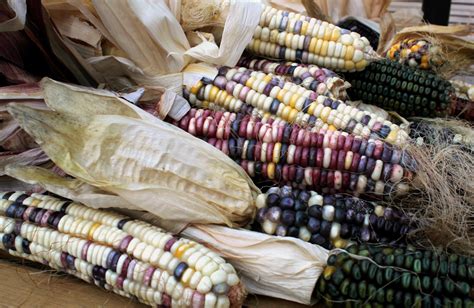 White Corn in Indigenous Cultures: A Symbol of Identity and Tradition