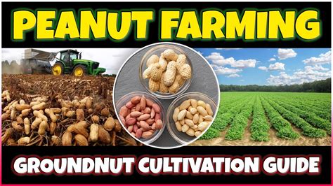 Why Investing in Groundnut Farming is a Wise Decision