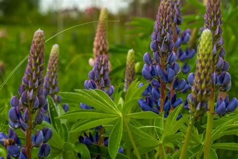 Yearnings for Freedom and Autonomy: Unraveling the Significance behind Feminine Lupine Dreams